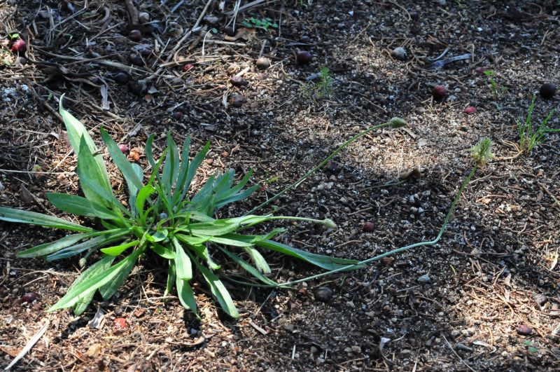 Piantine da determinare:Plantago sp., Sonchus sp.
